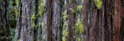 Moss-laden Redwood