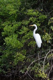 Great White Egret in Florida Everglade's Corkscrew Swamp